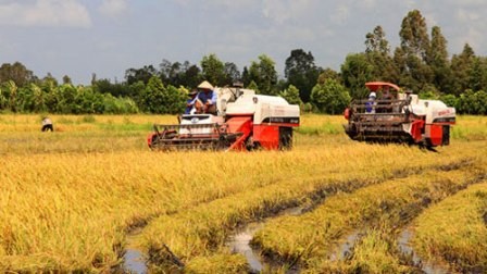 Cơ giới hóa nông nghiệp trong sản xuất lúa vùng Đồng bằng sông Cửu Long - ảnh 1